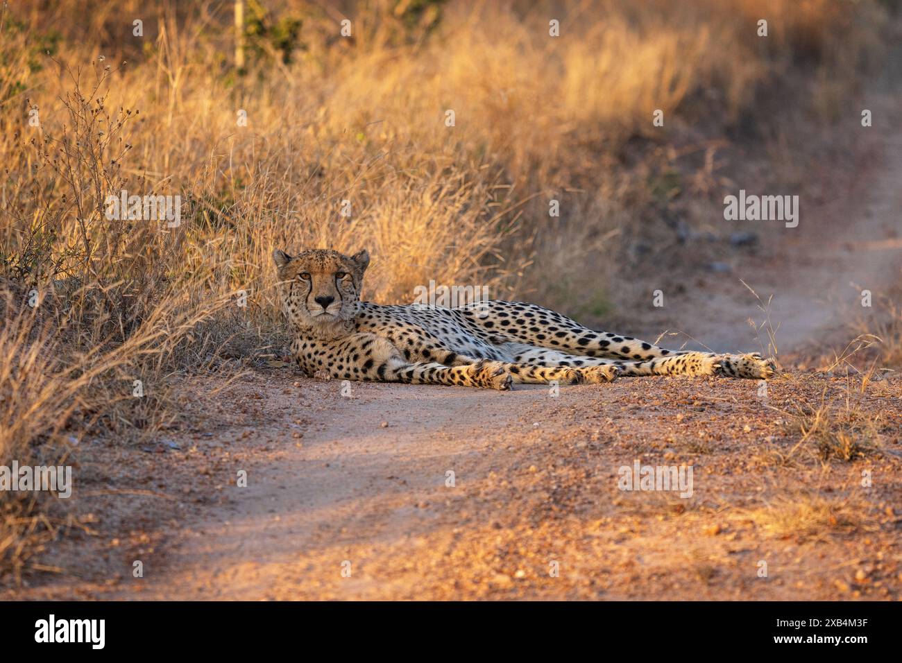 Wunderschöne weibliche südostafrikanische Geparden (Acinonyx jubatus jubatus), die sich am Straßenrand im Timbavati Private Nature Reserve, Südafrika, entspannen Stockfoto