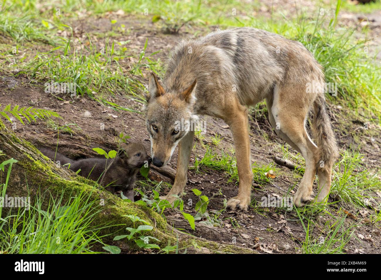 Ein Wolf leckt einen jungen Jungen, der aus einem Loch in der Erde blickt, europäischer grauer Wolf (Canis Lupus) Stockfoto