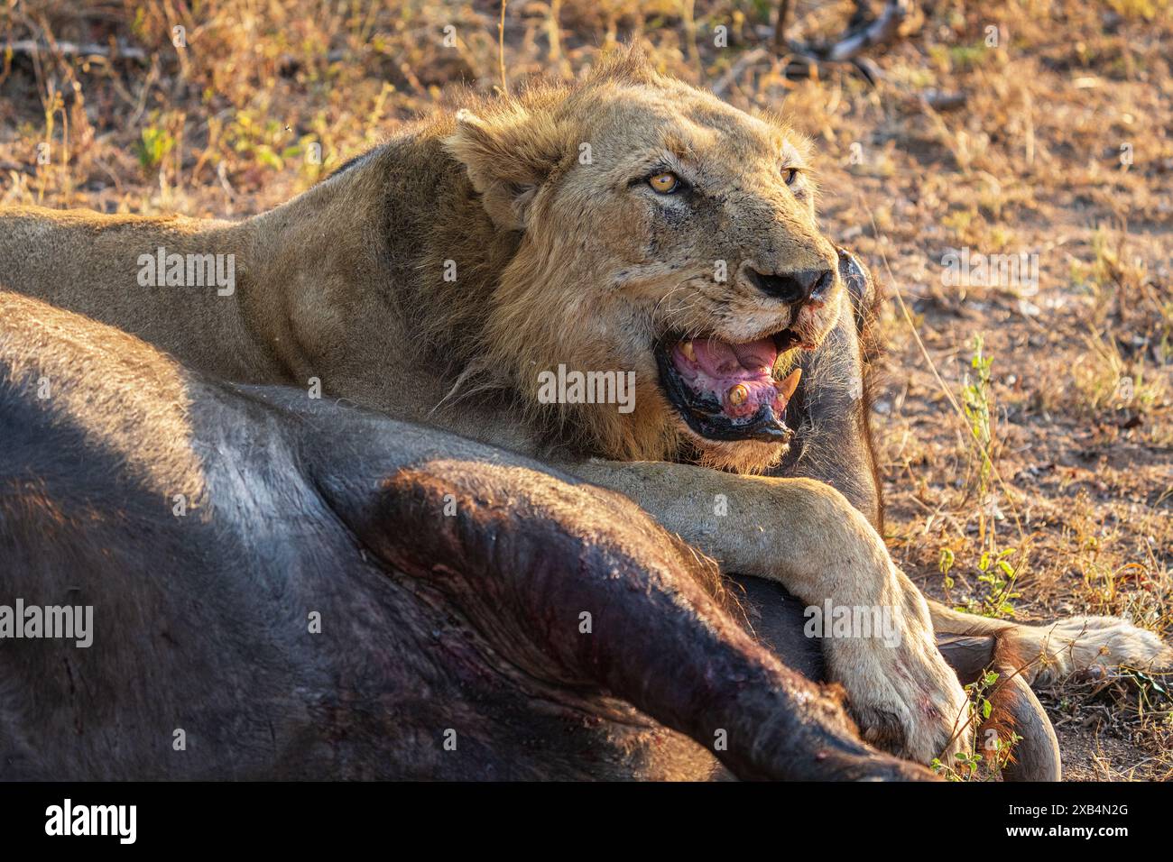 Ein älterer männlicher Löwe (Panthera Leo) ruht auf seinem jüngsten Cape Buffalo (Syncerus Carffer Caffer) Kill im Sabi Sands Nature Reserve, Südafrika Stockfoto