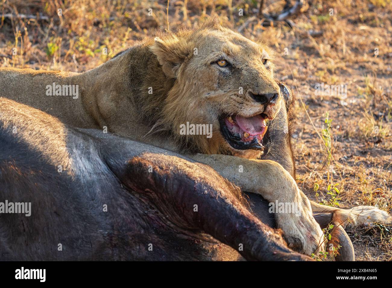 Ein älterer männlicher Löwe (Panthera Leo) ruht auf seinem jüngsten Cape Buffalo (Syncerus Carffer Caffer) Kill im Sabi Sands Nature Reserve, Südafrika Stockfoto