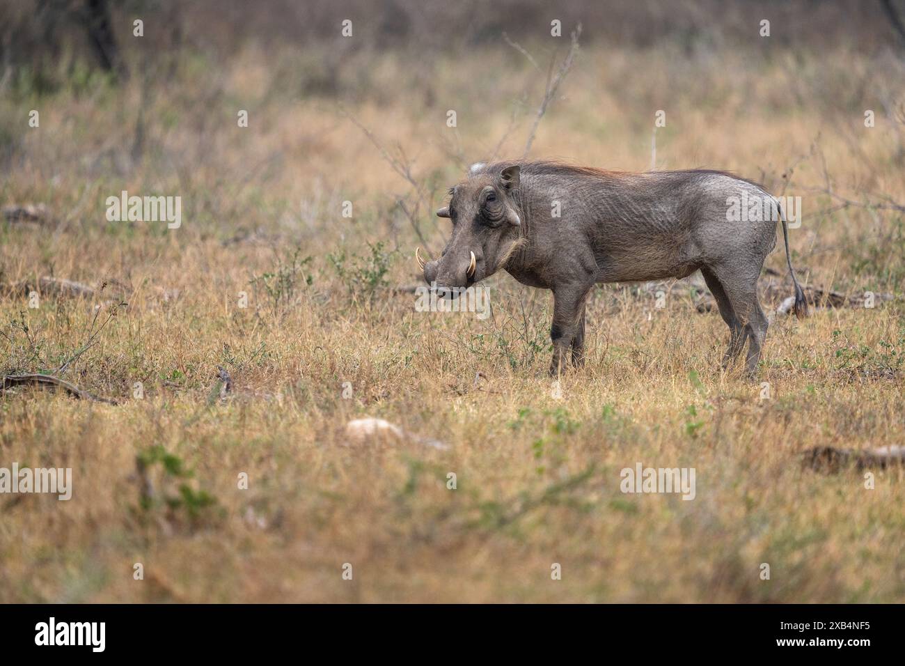Häufiges Warzenschwein im Kruger-Nationalpark, Südafrika Stockfoto