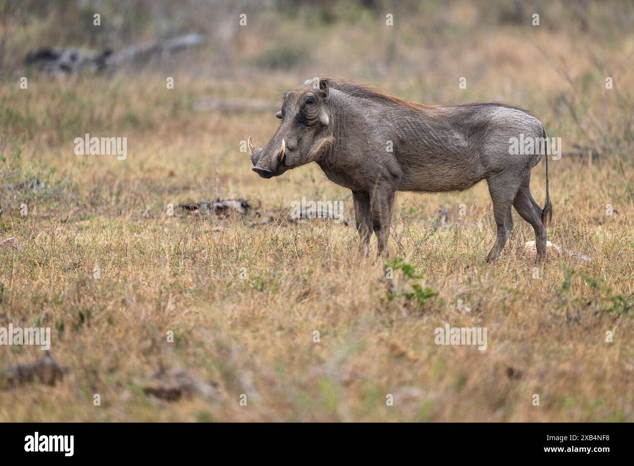 Häufiges Warzenschwein im Kruger-Nationalpark, Südafrika Stockfoto