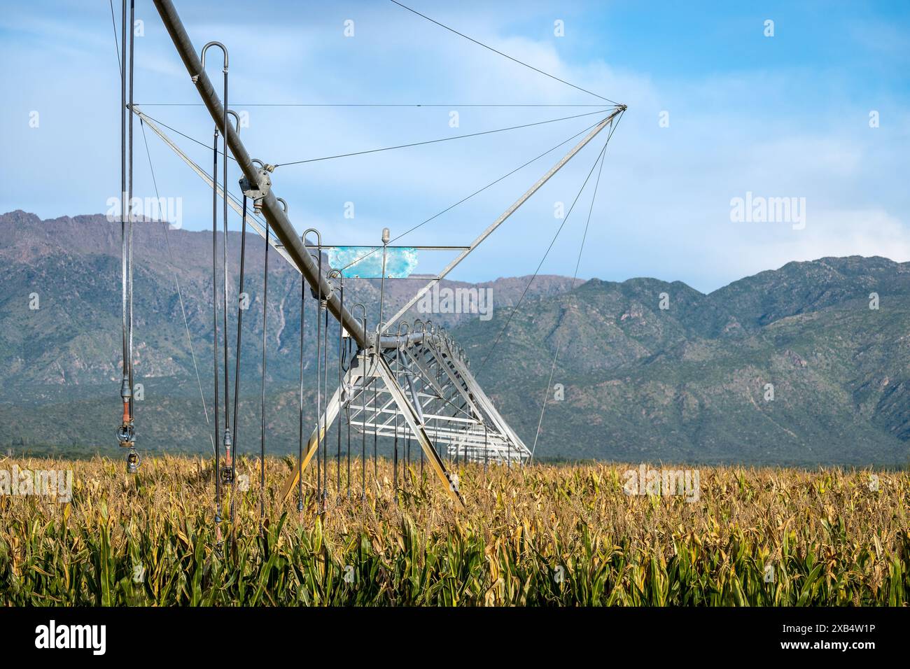 Pivot-Bewässerungssystem in Reifen Maisfeldern. Stockfoto