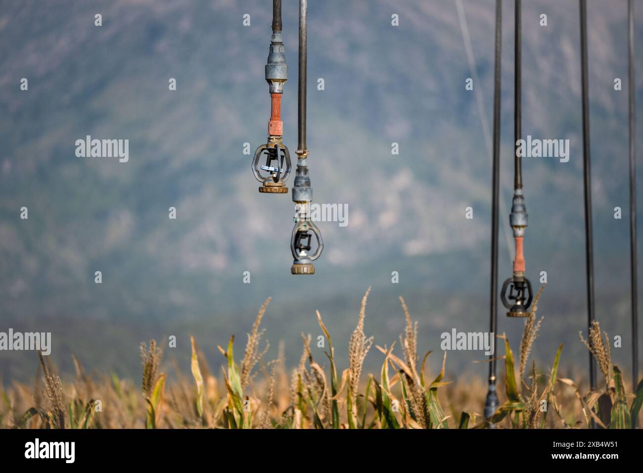 Nahaufnahme des Sprinklers, des Schwenksystems Pivot-Bewässerungssystem in Reifen Maisfeldern. Stockfoto