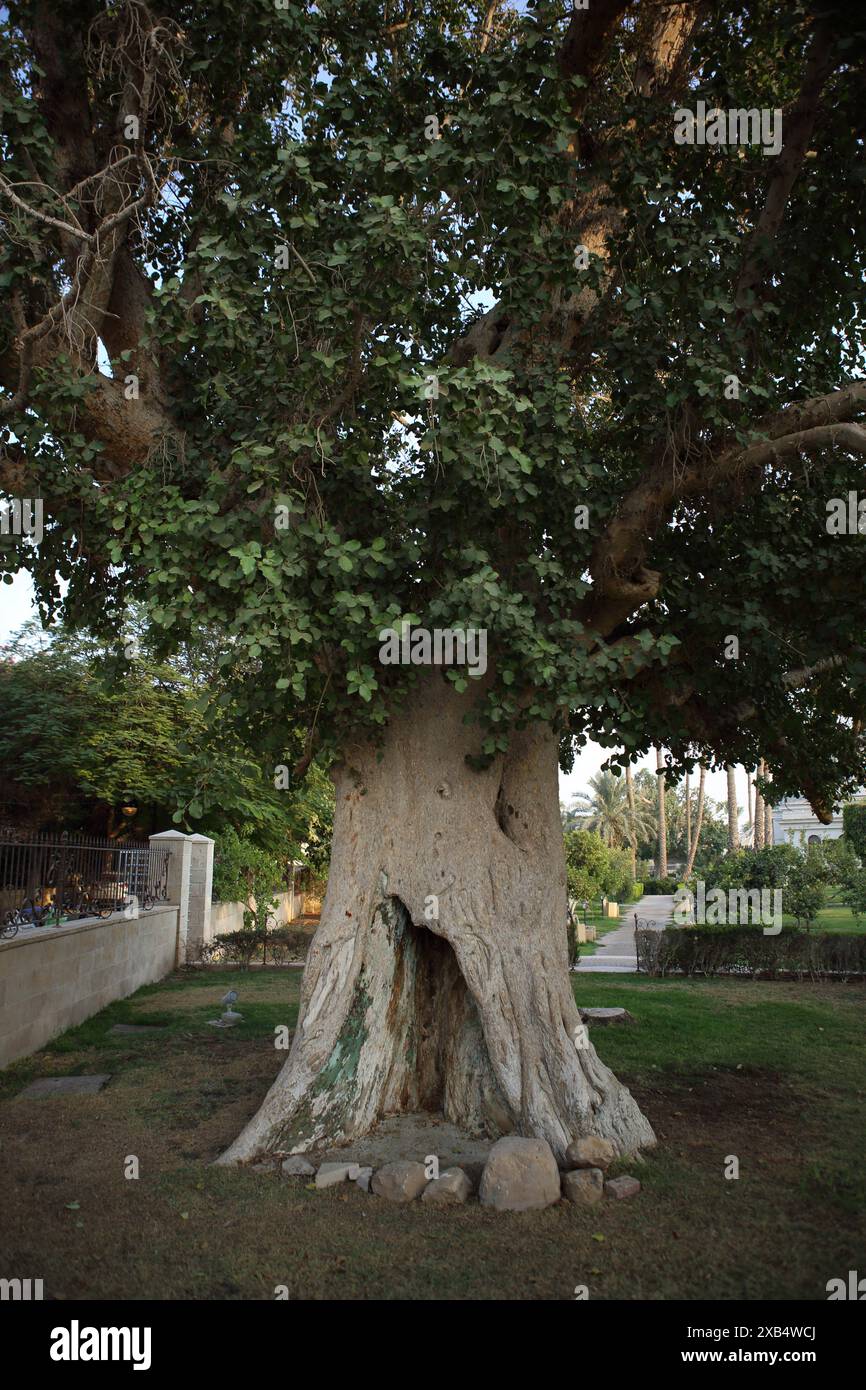 Der berühmte Sycamore-Baum in Jericho, Zachäus, Steuervorsteher in Jericho, saß auf einem solchen Baum, Jericho, Westjordanland, Palästinensische Autonomiebehörde Stockfoto