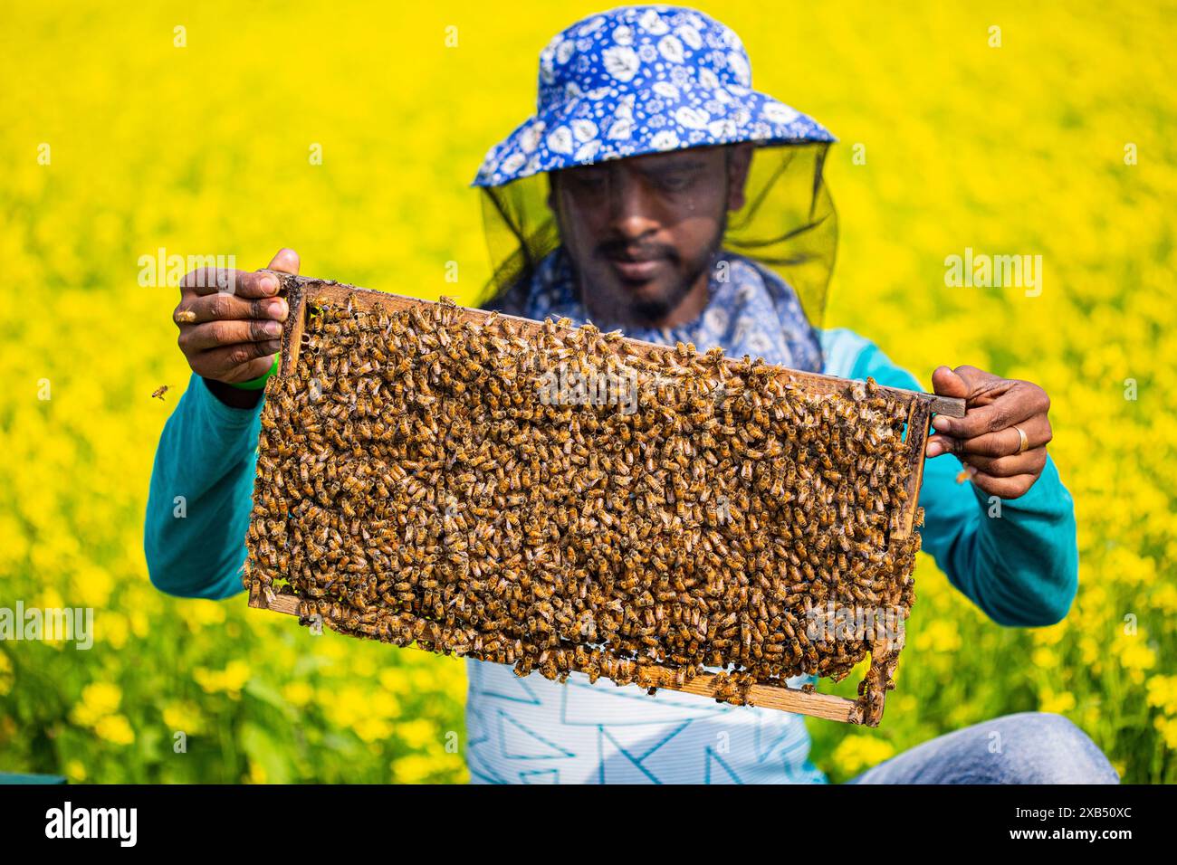 Ein Imker, der einen Rahmen mit einer Bienenbrut in einem Senffeld in Shirajdikhan, Munshiganj, Bangladesch hält. Stockfoto