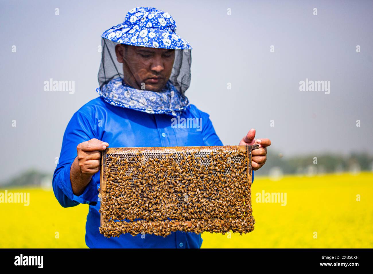 Ein Imker, der einen Rahmen mit einer Bienenbrut in einem Senffeld in Shirajdikhan, Munshiganj, Bangladesch hält. Stockfoto