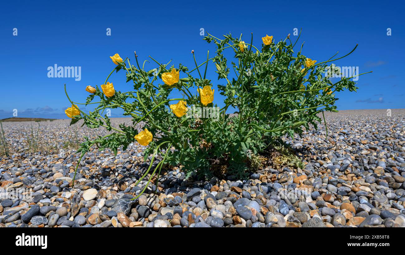 Gelbgehörnte Mohnblume, Glaucium flavum, blühende Pflanze wächst an einem Kieselstrand Norfolk June Stockfoto