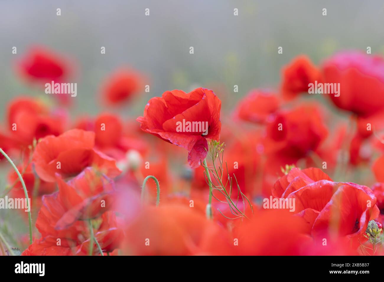 Nahaufnahme des Mohns auf dem Feld, Papaver Rhoeas Stockfoto