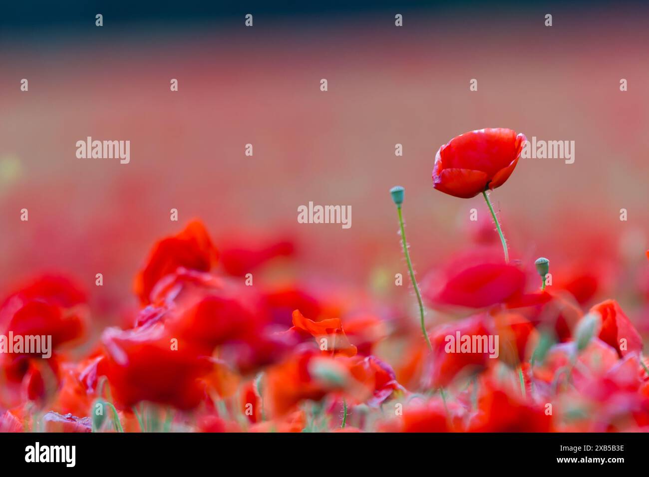 Nahaufnahme des Mohns auf dem Feld, Papaver Rhoeas Stockfoto