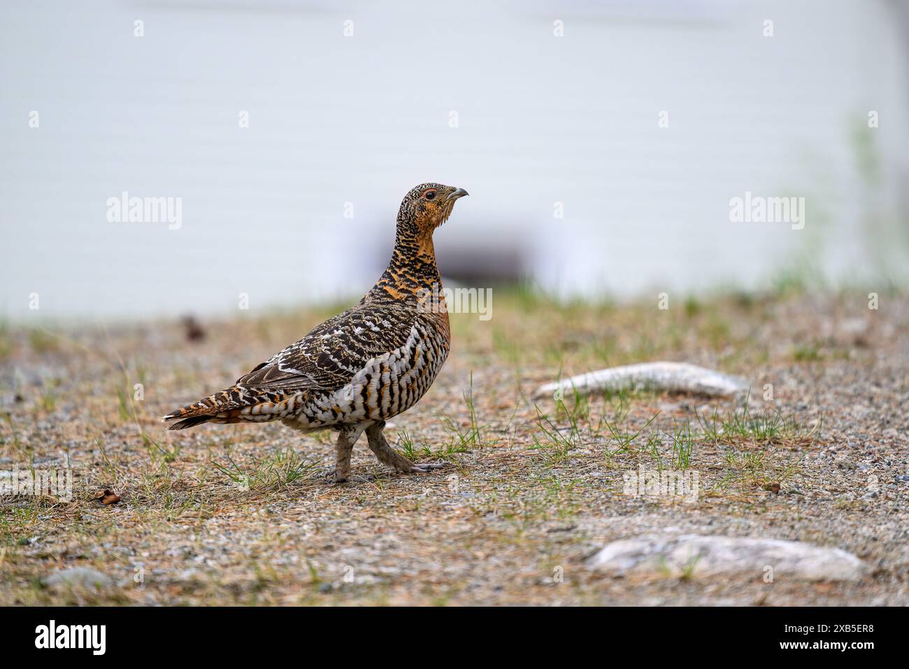 Auerhuhn (Tetrao urogallus) im Sommerwald Stockfoto