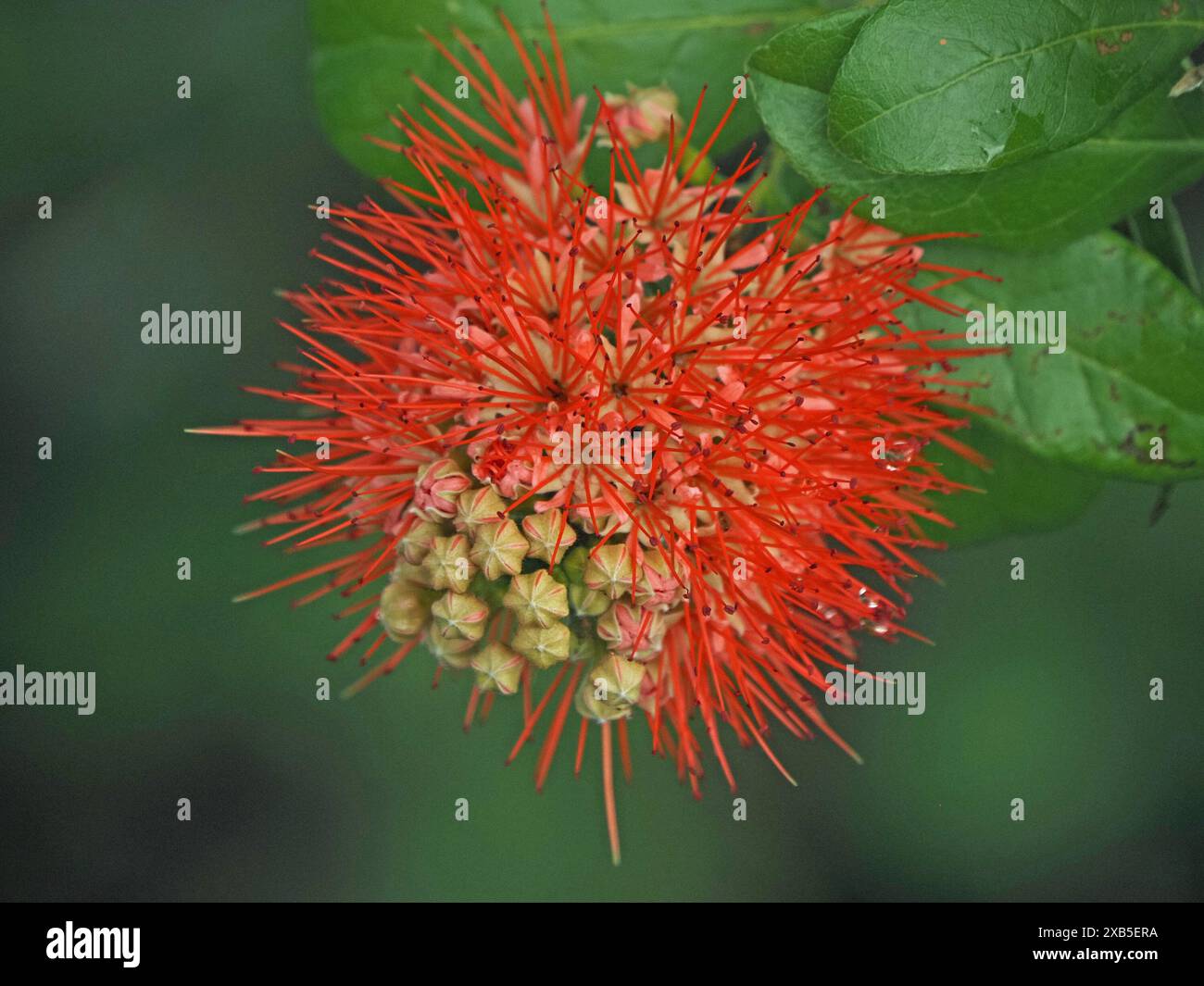 Exotische rote kugelförmige Mischblume des ostafrikanischen großen Regenwaldbaumbaums mit wachsgrünen Blättern im Nyerere-Nationalpark, Tansania Stockfoto