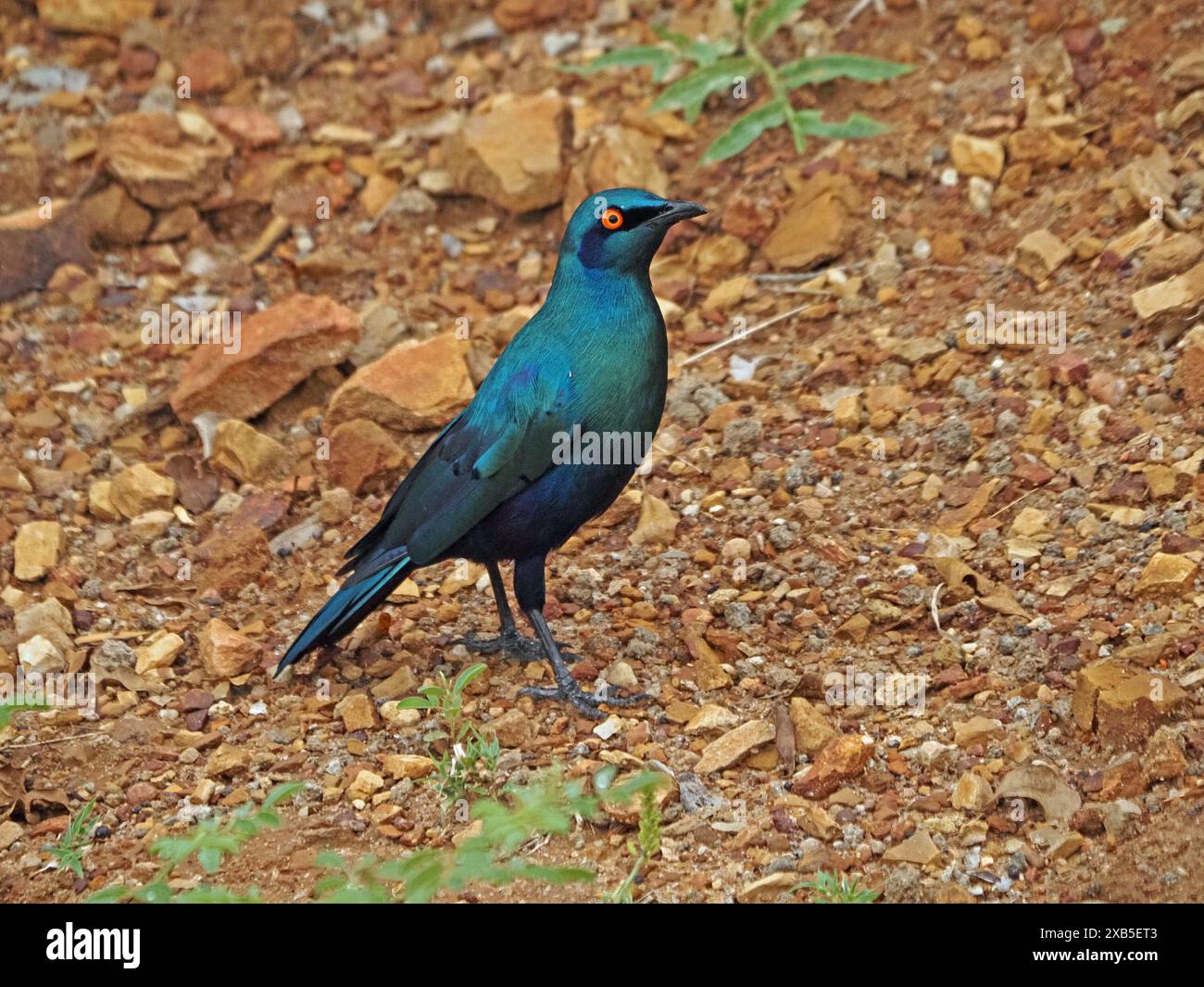 Schillerndes lila-blaues Gefieder des Blauohr-Starlings (Lamprotornis chalybaeus) im Nyerere-Nationalpark in Tansania, Afrika Stockfoto