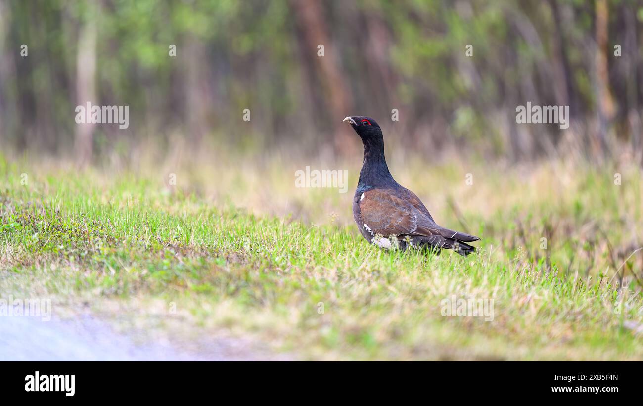 Auerhuhn (Tetrao urogallus) im Sommerwald Stockfoto