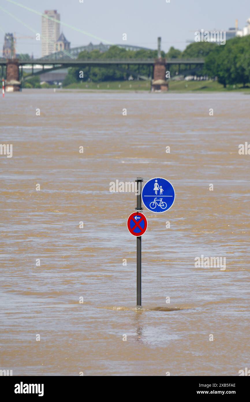 Ein Verkehrsschild ohne Halt und Fußgänger- und Radweg mitten im überfluteten rhein in köln Stockfoto