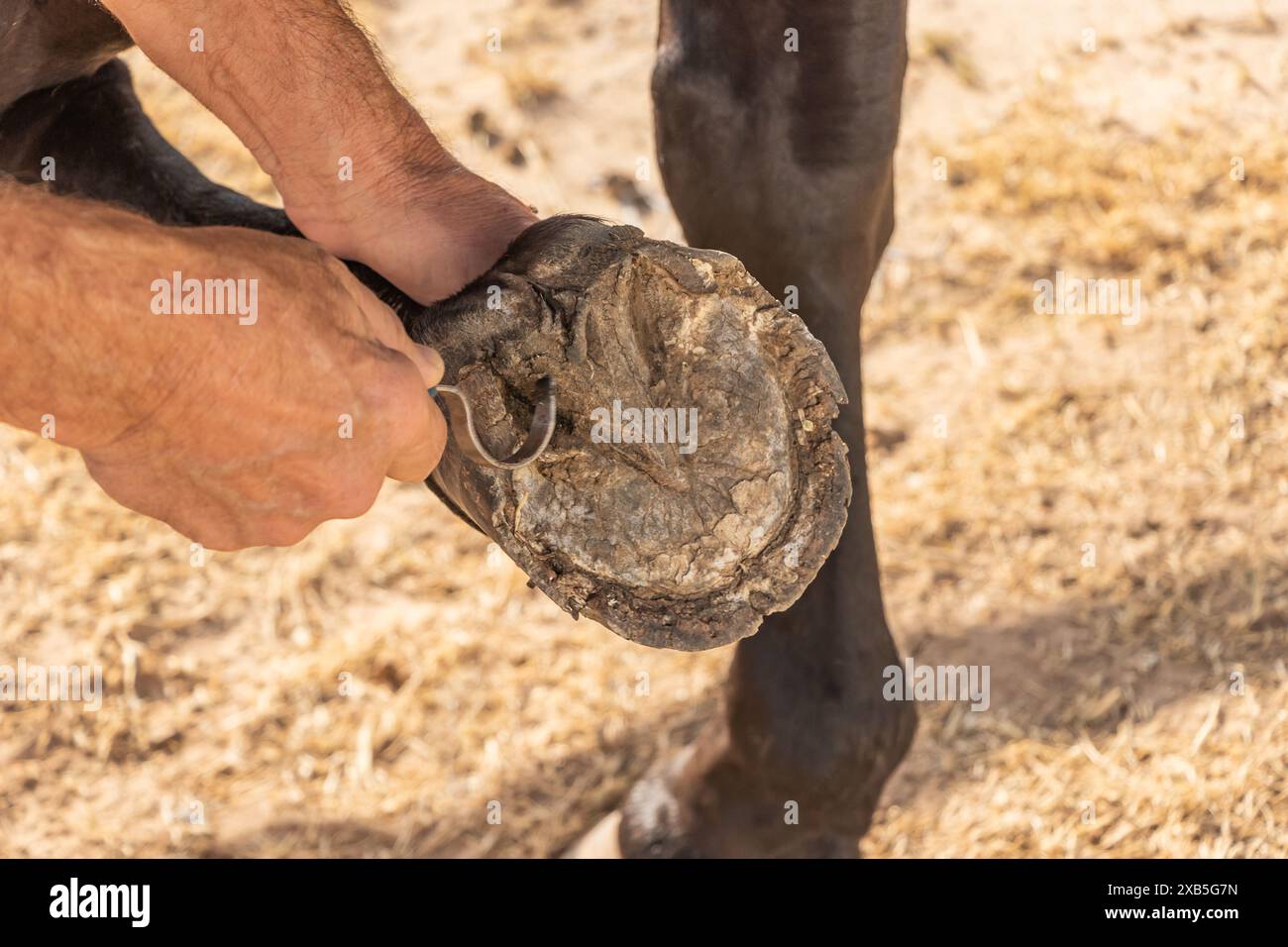Ein Mann oder Farmer reinigt einen Pferdehufe mit einem Werkzeug namens Pickel. Stockfoto