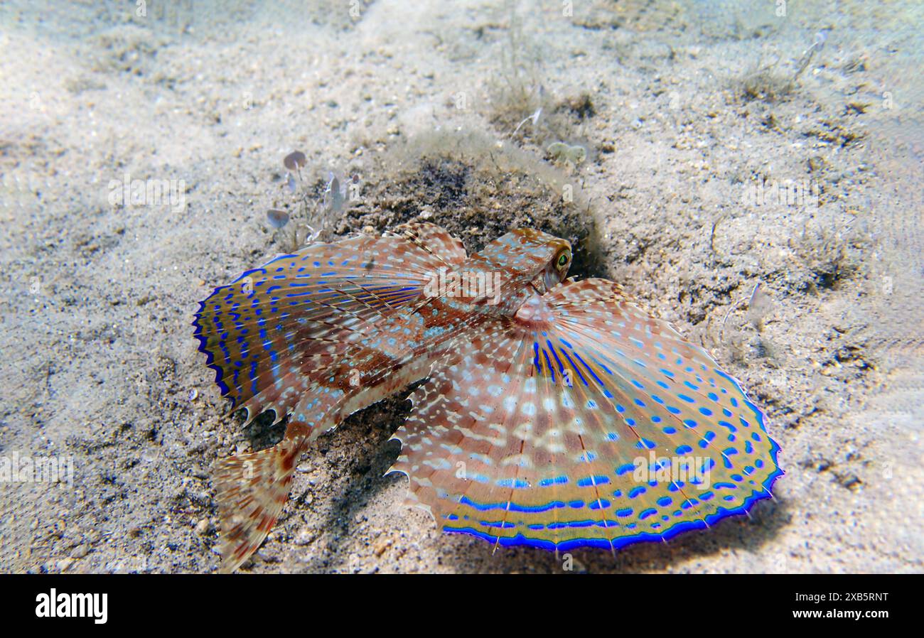 Fliegende Gurnard-Fische - Dactylopterus volitans Stockfoto