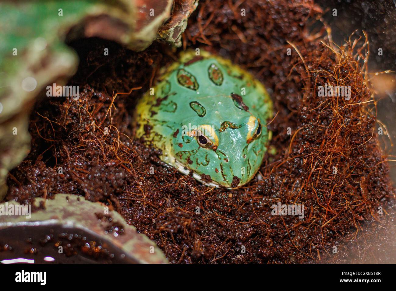 Pacman Frog ist südamerikanische gehörnte Frösche aus der Gattung Ceratophrys Stockfoto