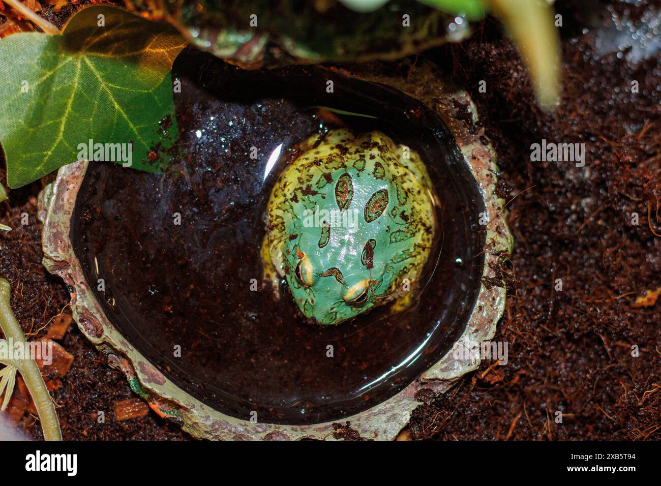 Pacman Frog ist südamerikanische gehörnte Frösche aus der Gattung Ceratophrys Stockfoto