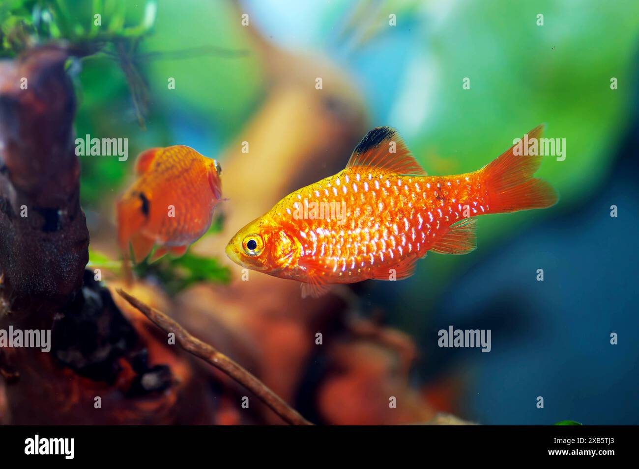 Rosy Barb (Red Barb) Süßwasserfische im Aquarium - Puntius conchonius Stockfoto