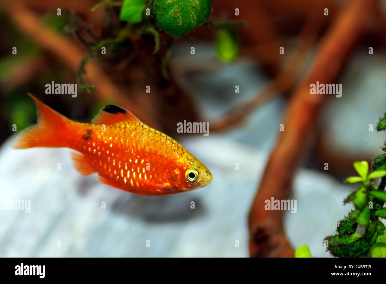 Rosy Barb (Red Barb) Süßwasserfische im Aquarium - Puntius conchonius Stockfoto
