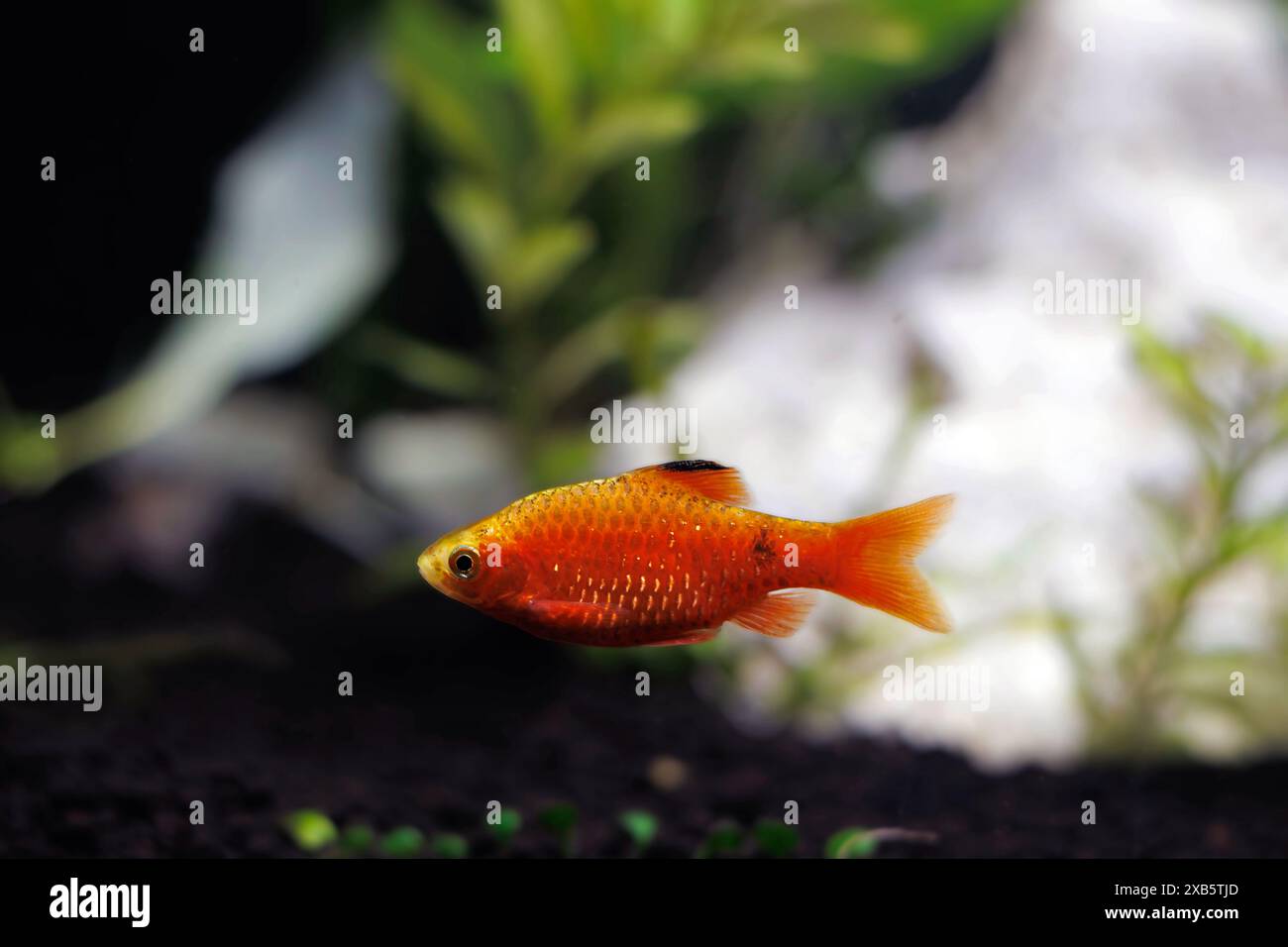 Rosy Barb (Red Barb) Süßwasserfische im Aquarium - Puntius conchonius Stockfoto