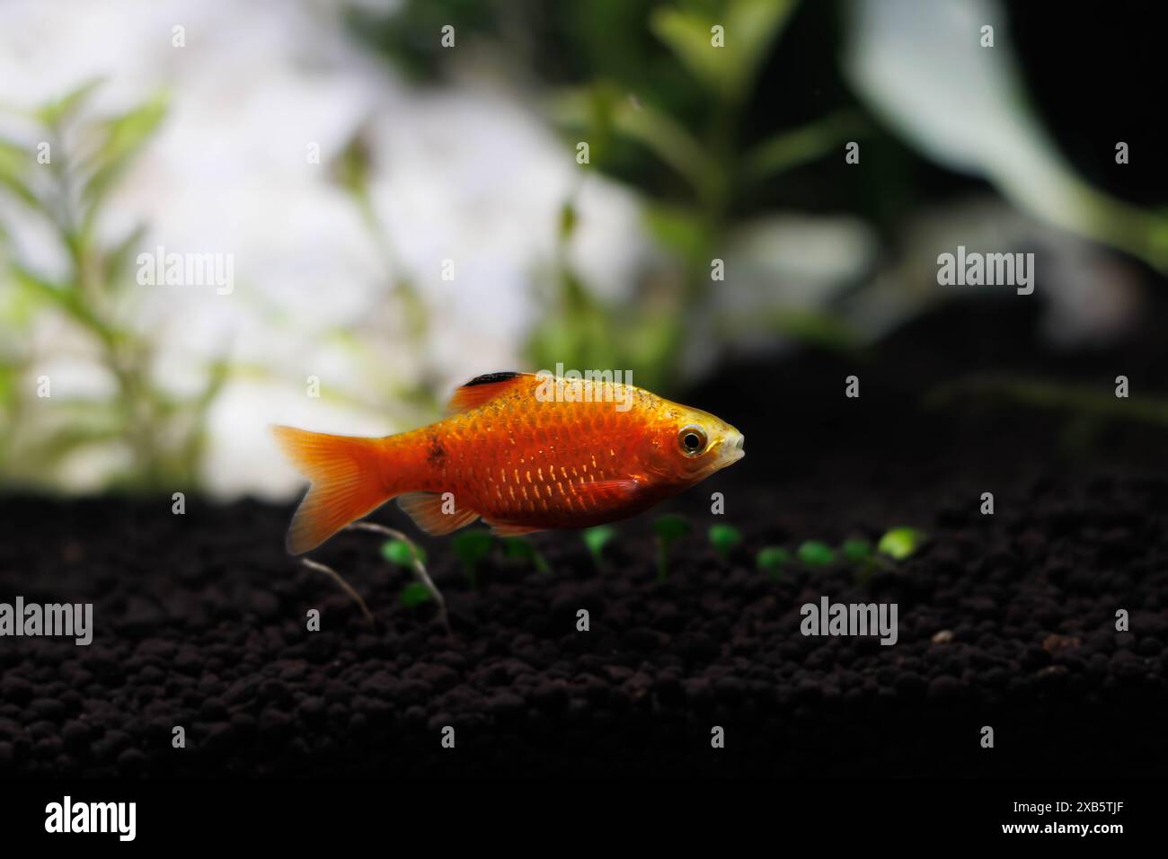 Rosy Barb (Red Barb) Süßwasserfische im Aquarium - Puntius conchonius Stockfoto