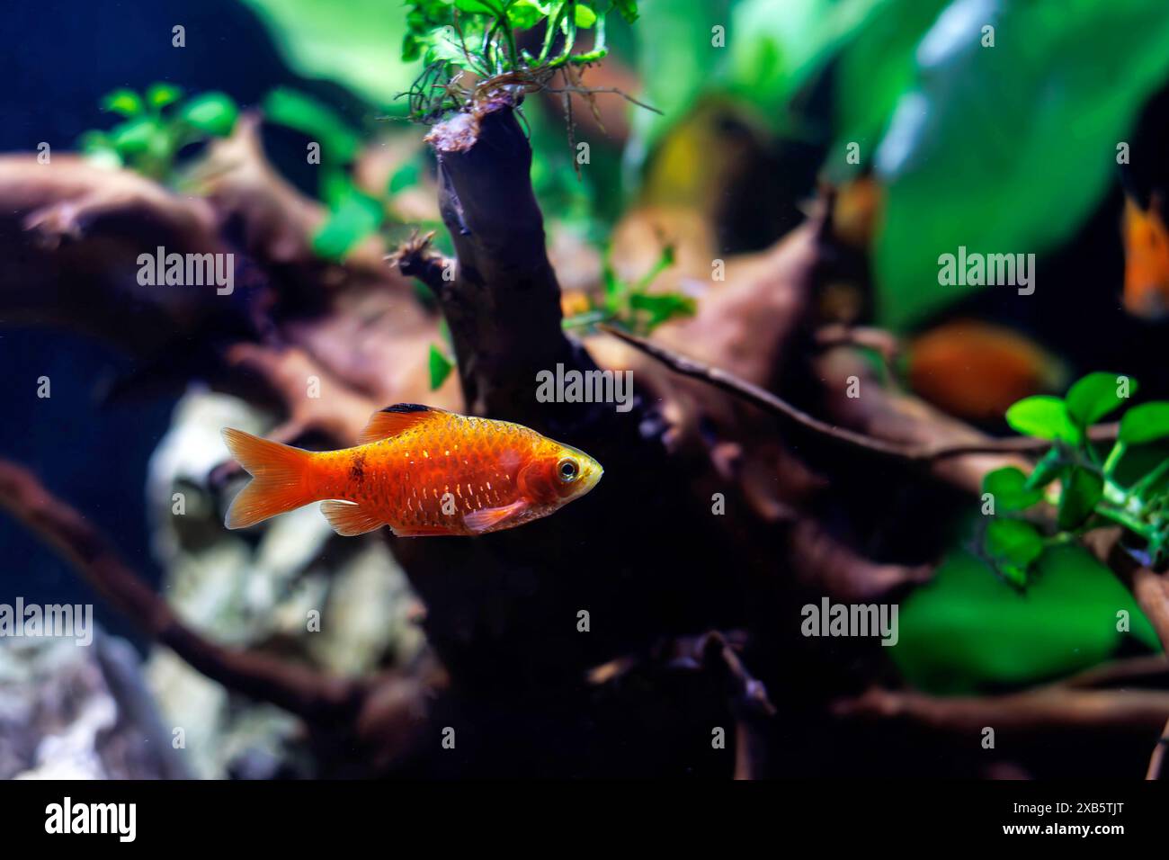 Rosy Barb (Red Barb) Süßwasserfische im Aquarium - Puntius conchonius Stockfoto