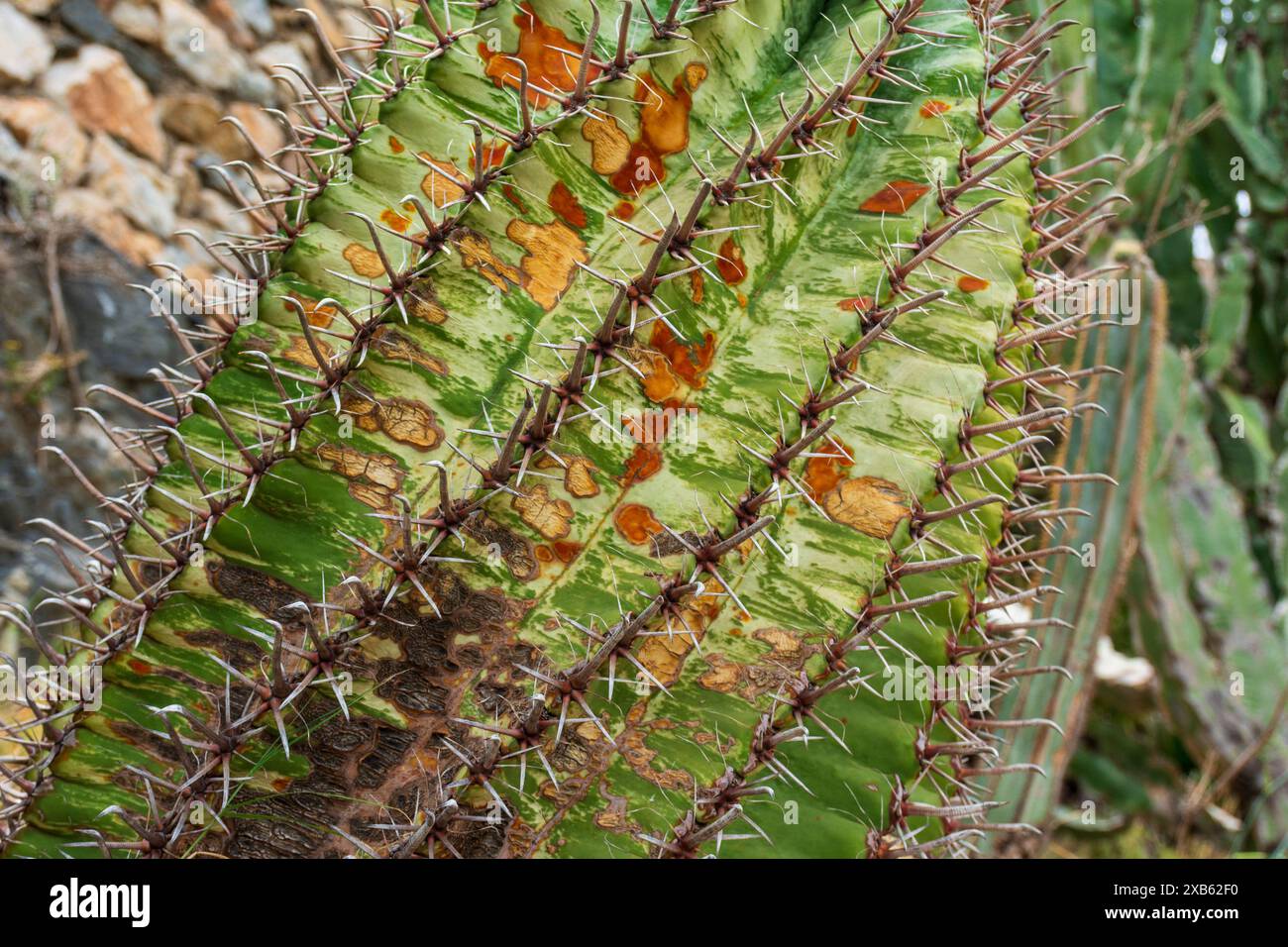 Detalle de hojas y espinas de un cactus de barril de anzuelo, ferocactus wislizeni Stockfoto