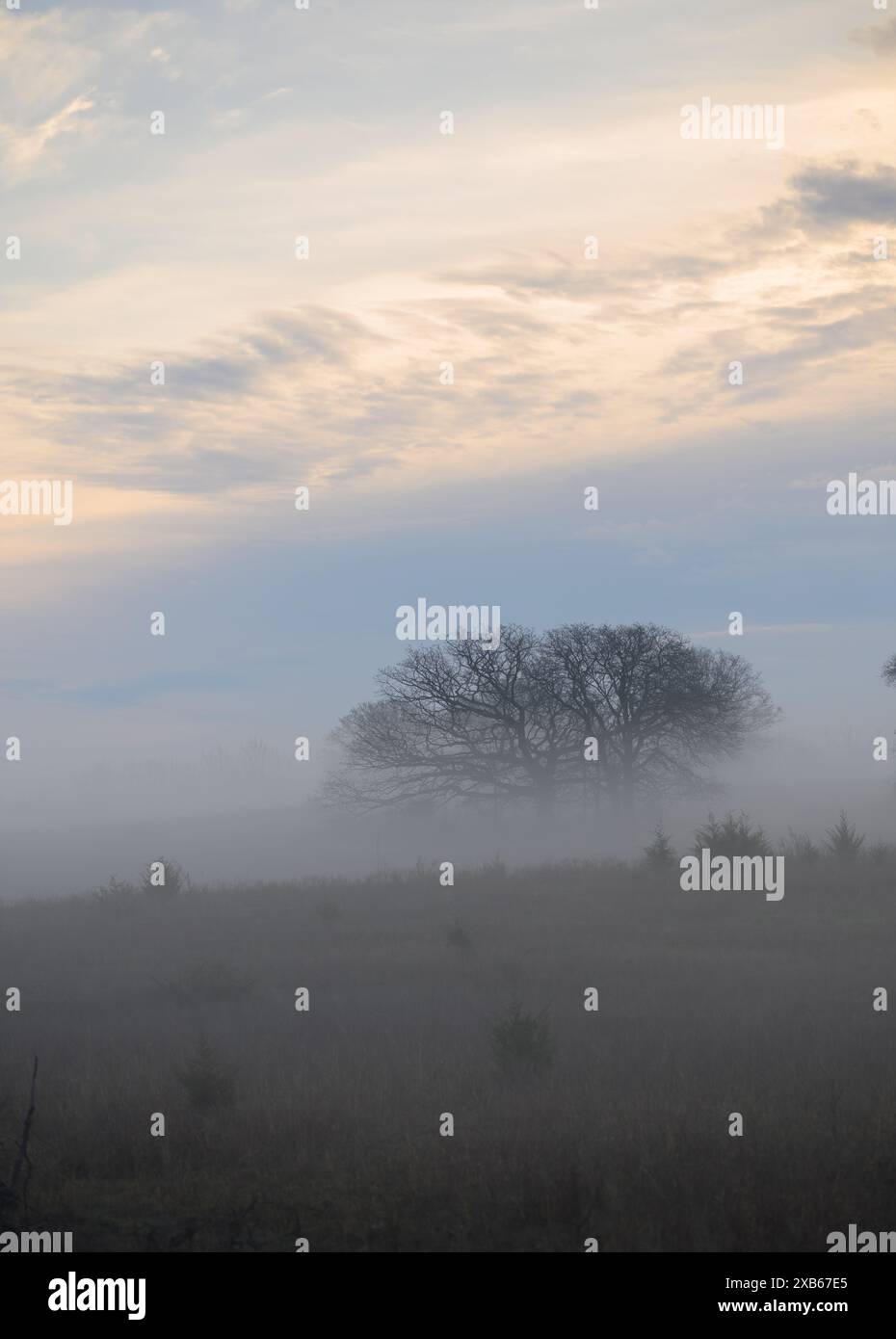 Einsamer Baum mitten in starkem Morgennebel im Frühling Stockfoto