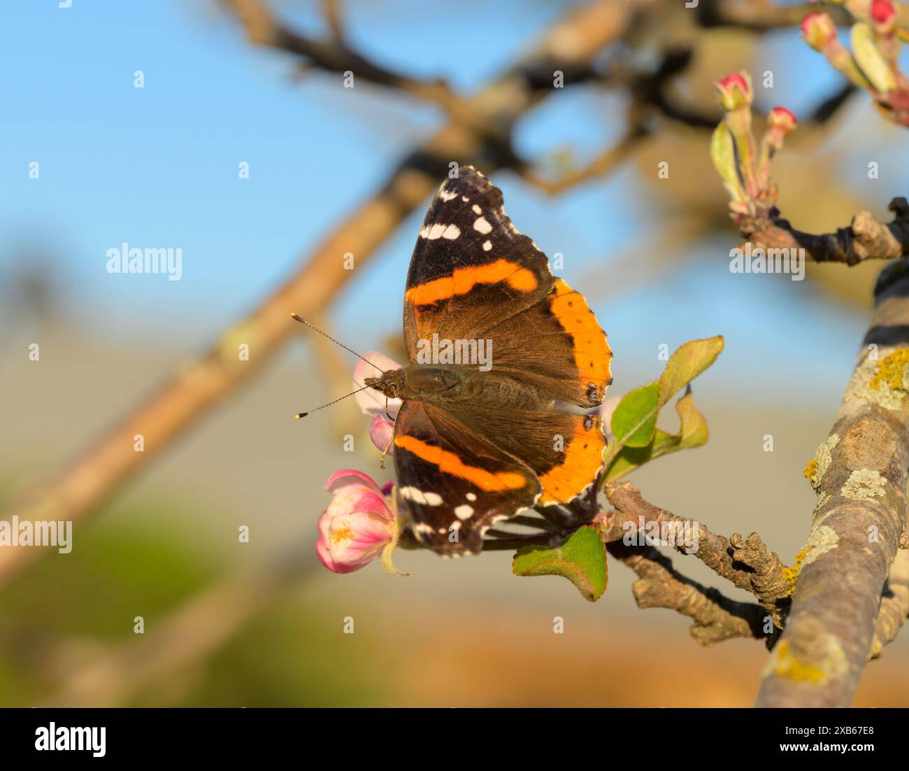 Dorsale Ansicht eines Roten Admiral-Schmetterlings, der sich im Frühjahr an einer Apfelblume ernährt Stockfoto