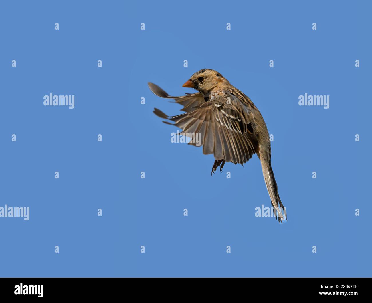 Harris's Sparrow im Flug gegen den blauen Himmel; mit Kopierraum Stockfoto