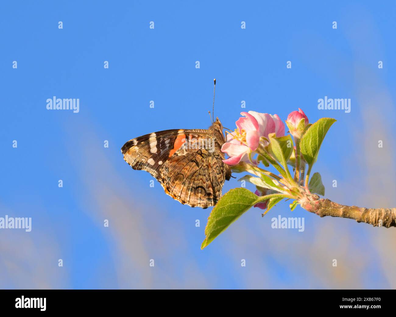 Ventrale Ansicht eines Roten Admiral-Schmetterlings, der sich im Frühjahr an einer hellrosa Apfelblume ernährt Stockfoto