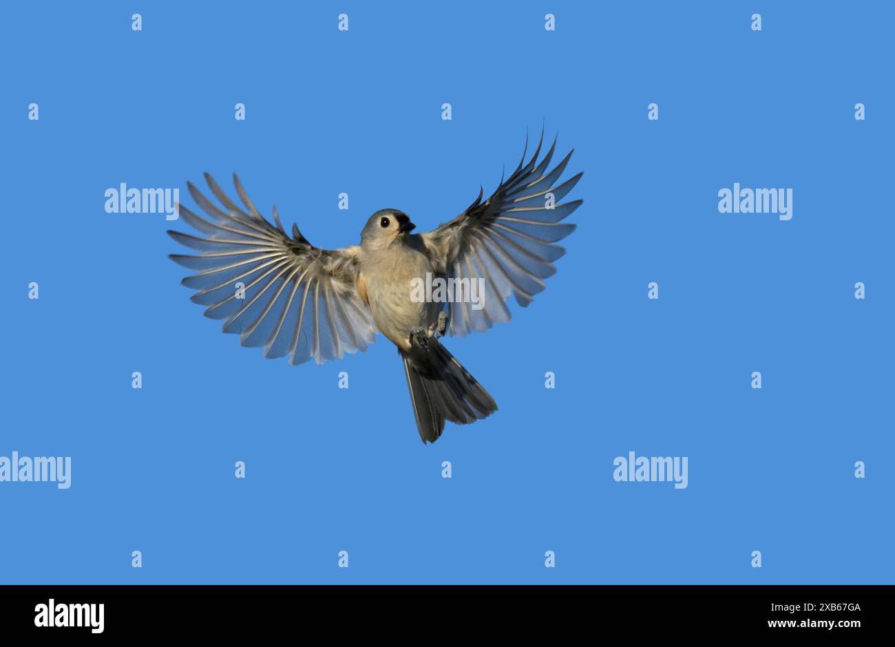 Winzige, getuftete Titmaus-Midair mit offenen Flügeln, mit Kopierraum Stockfoto