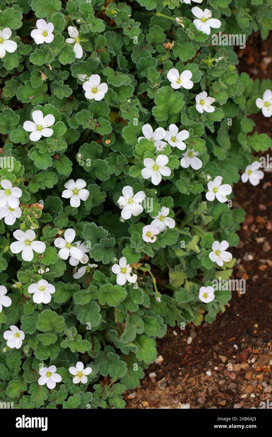 Korsika Storksbill, Erodium corsicum 'Album', Geraniaceae. Korsika, Sardinien, Mittelmeer. Stockfoto