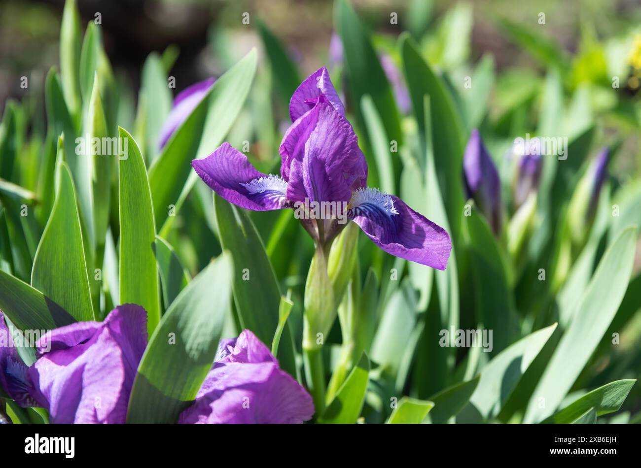 Helle Blüten der Iris mit grünen Blättern im Sommer Sonniger Tag Stockfoto