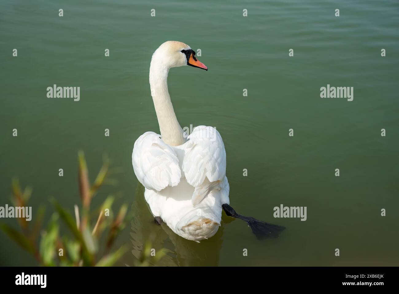 Ein weißer Schwan (Cygnus atratus) schwimmt im See in Russland Stockfoto