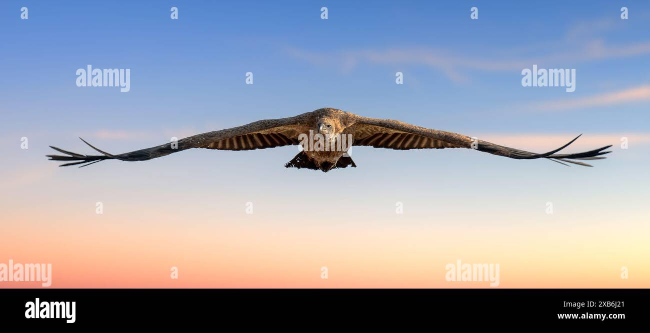 Ein großer Vogel-Geier gleitet anmutig durch den klaren blauen Himmel in dieser Szene, seine Flügel ausgebreitet, während er den Wind fängt und mühelos aufsteigt Stockfoto