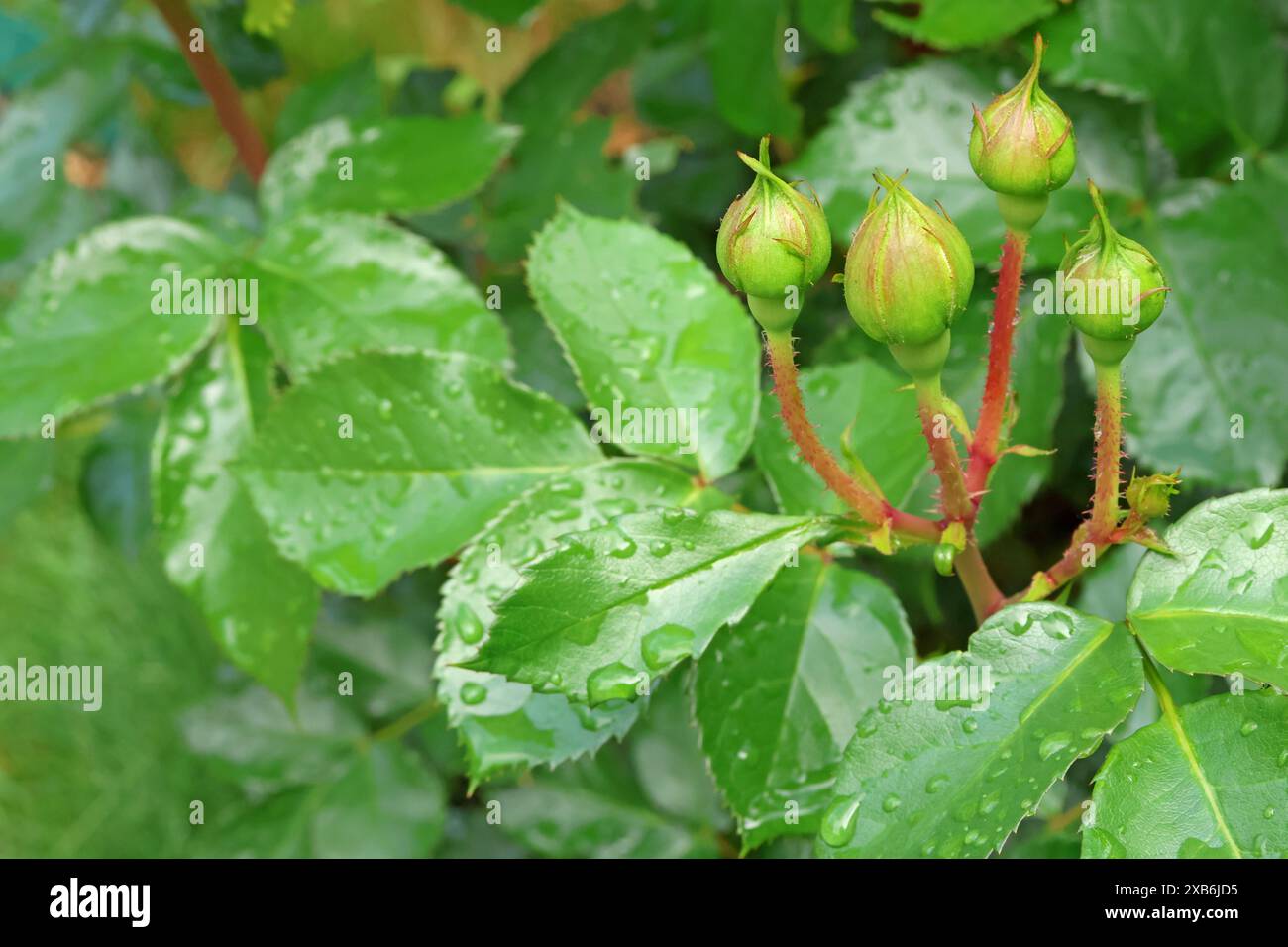 Grüne Blüten nach Regen. Natur und Hintergründe für Design. Stockfoto
