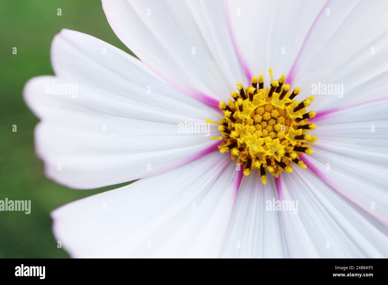 Nahaufnahme des wunderschönen Details der blühenden Gartenkosmos Florets Stockfoto