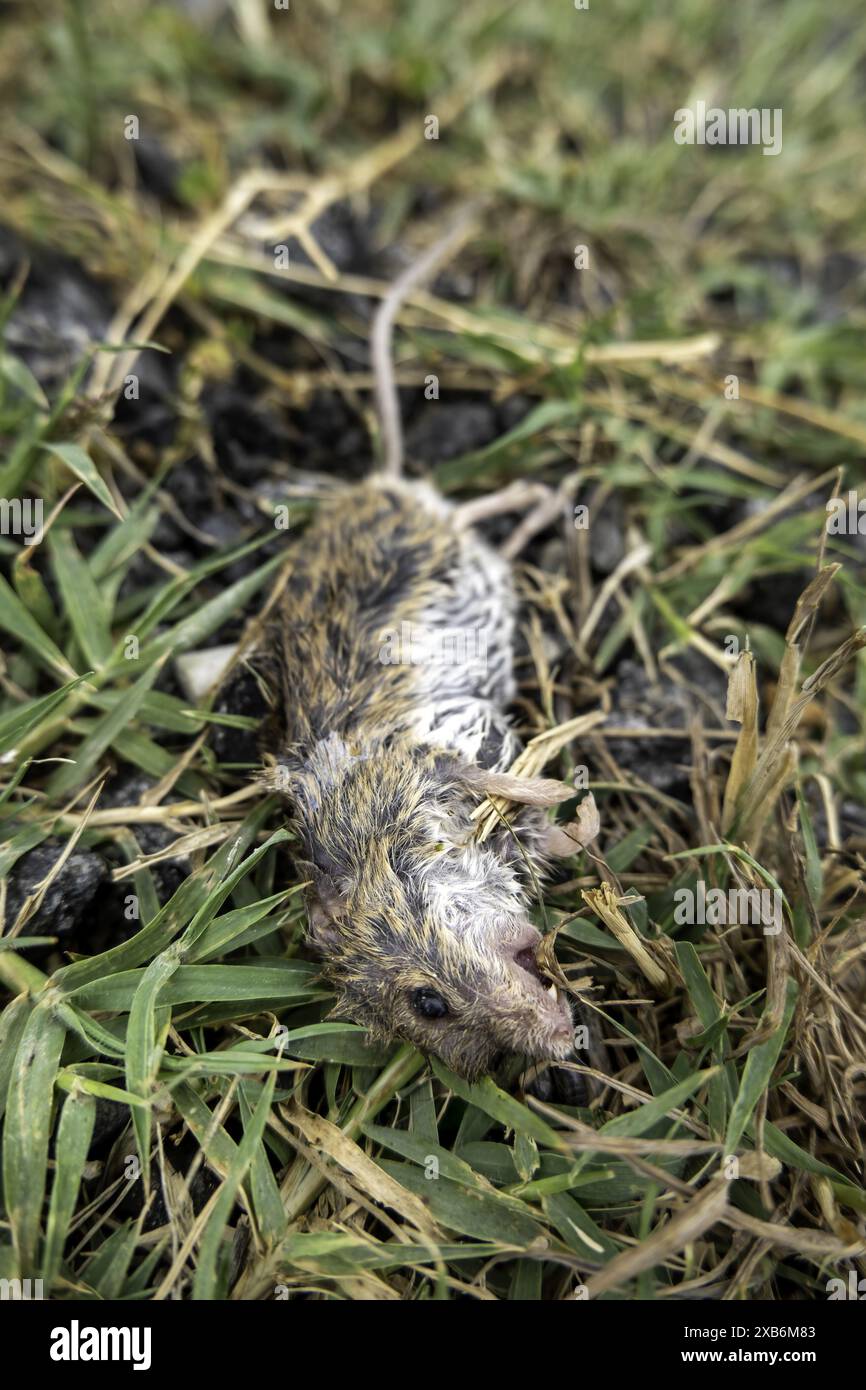 Details über tote Säugetiere im Wald, Fauna Stockfoto