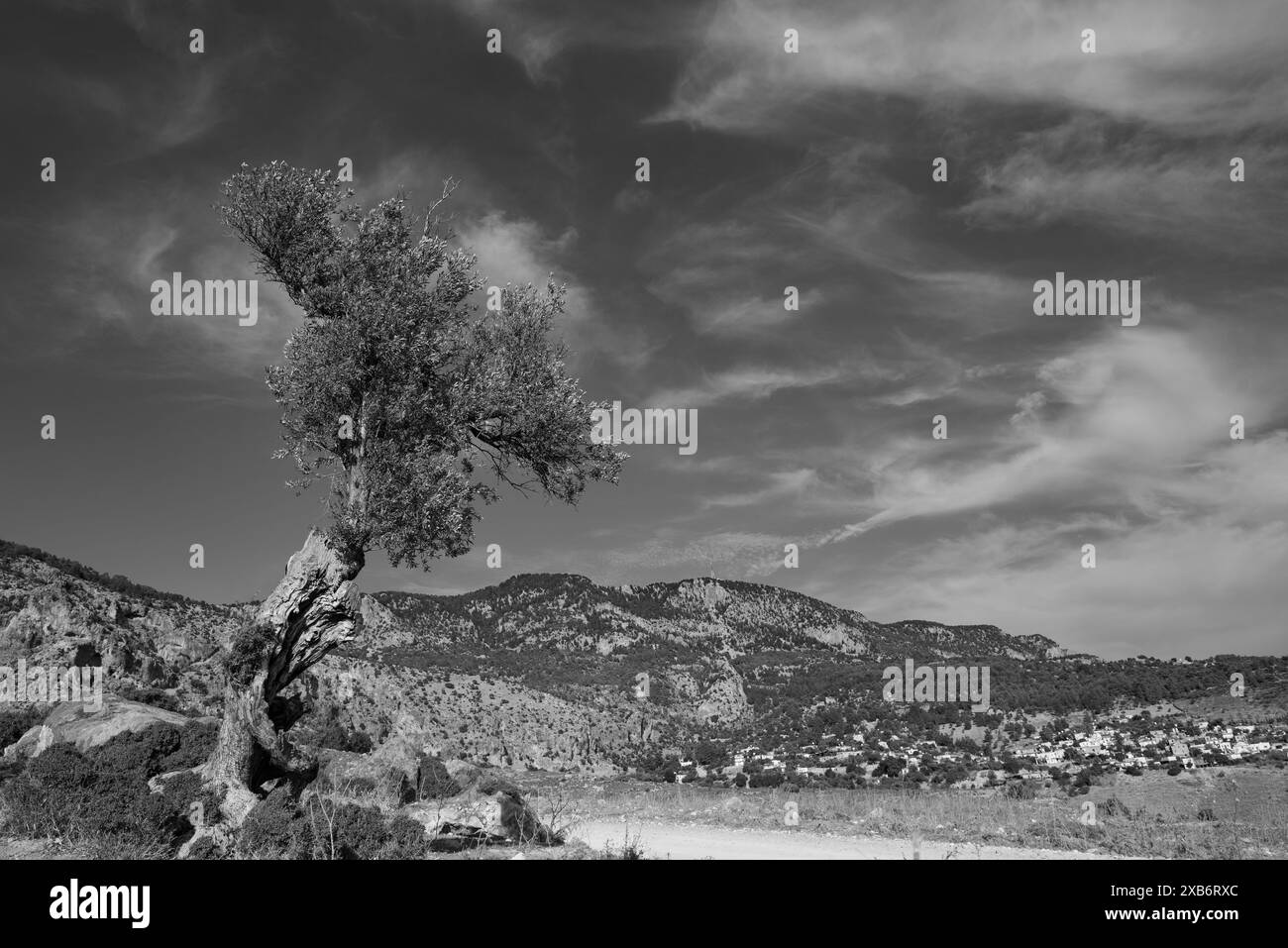 Einzelner alter Olivenbaum am Rande einer Landstraße in den Bergen. Schwarz-weiß, bewölkter Himmel Stockfoto