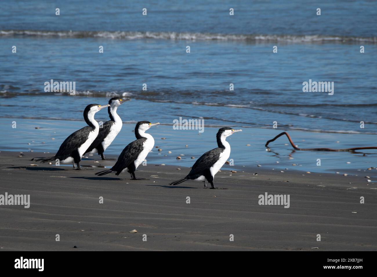 Rattenfieber am Waikawa Beach, Horowhoua, Nordinsel, Neuseeland Stockfoto