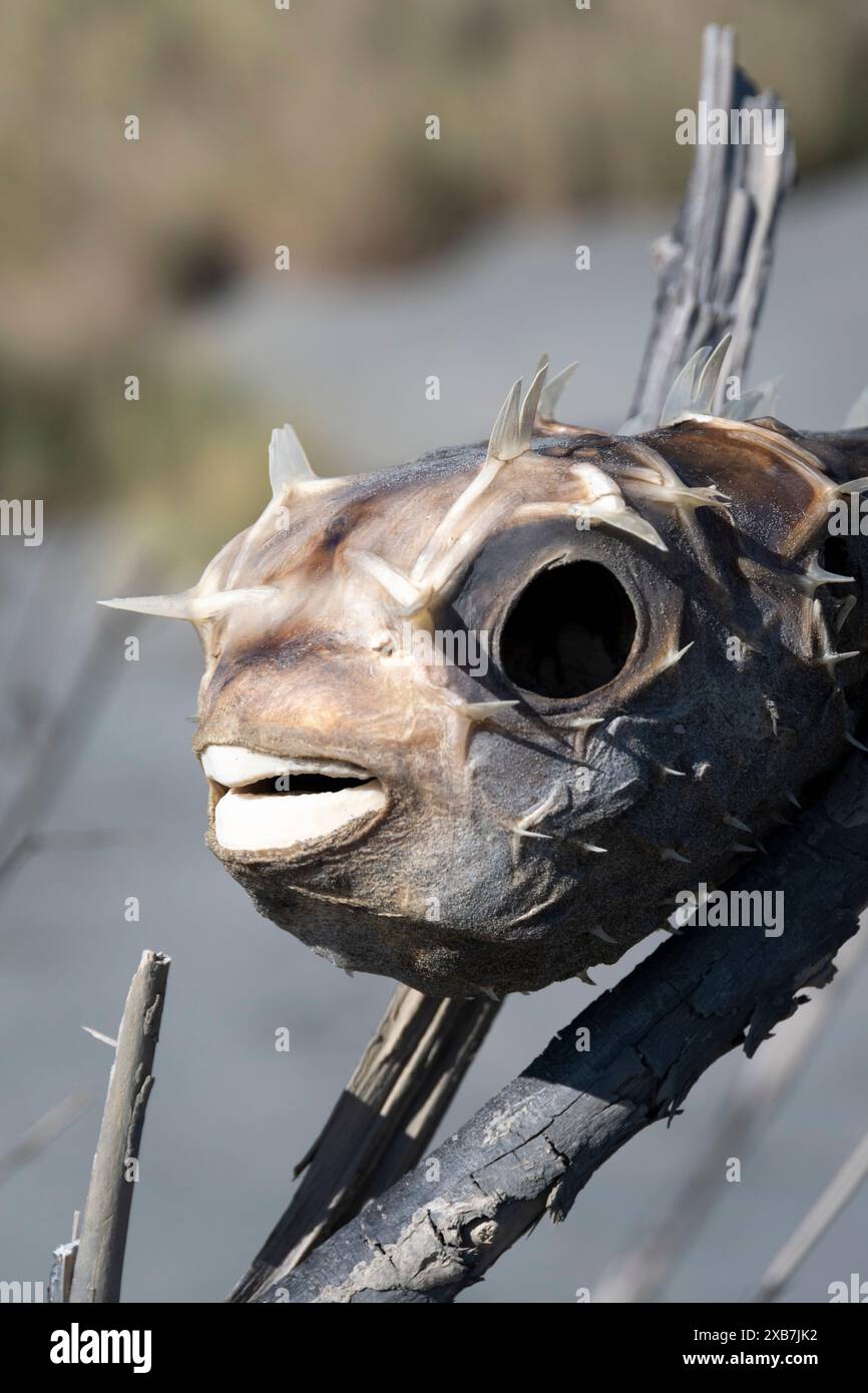 Getrockneter Kugelfisch am Waikawa Beach, Horowhoua, Nordinsel, Neuseeland Stockfoto