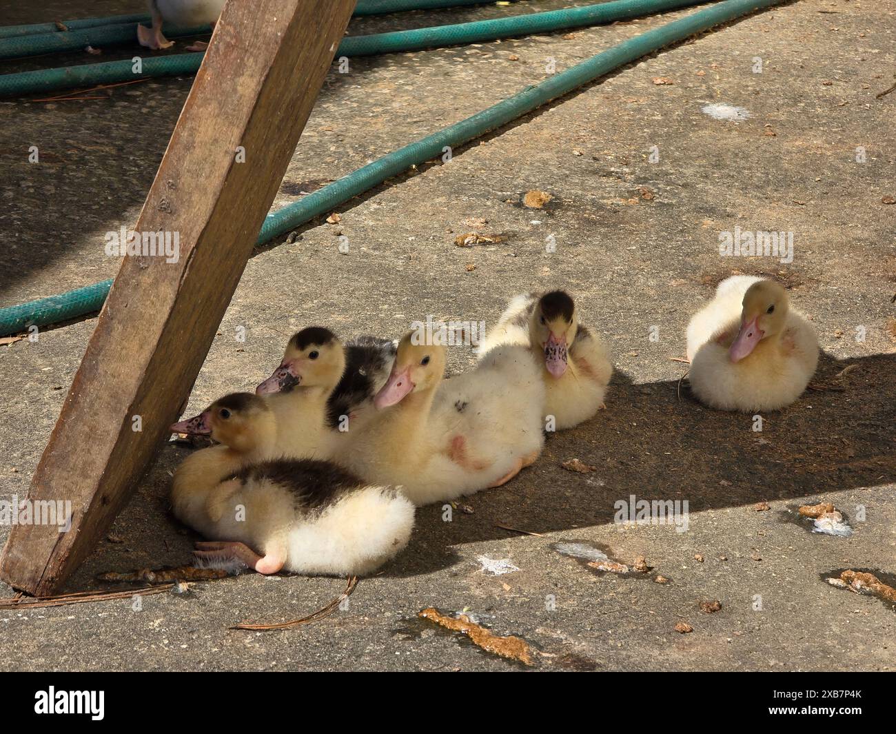 Mehrere entzückende Babyenten liegen auf Beton neben einer Holzstange Stockfoto