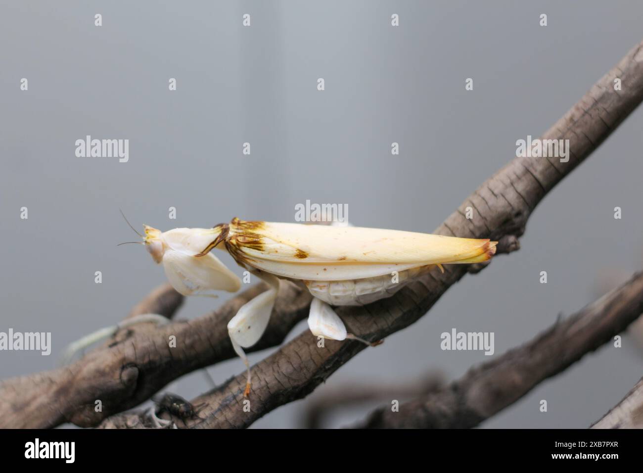 Ein Nahfoto eines Käfers zeigt die komplizierten Wunder der winzigen Welt Stockfoto