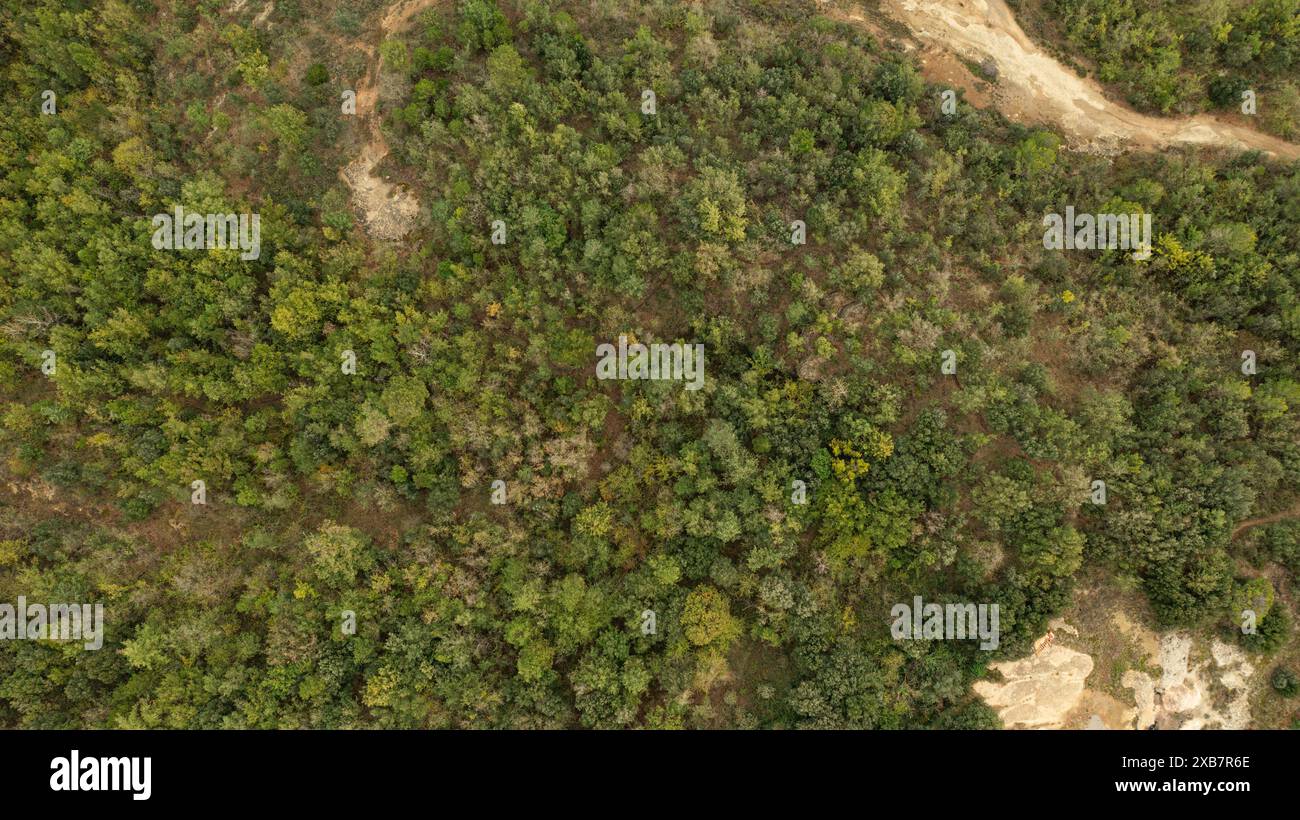Luftdrohne Blick über die grünen Bäume, die am sonnigen Tag im Wald wachsen Stockfoto