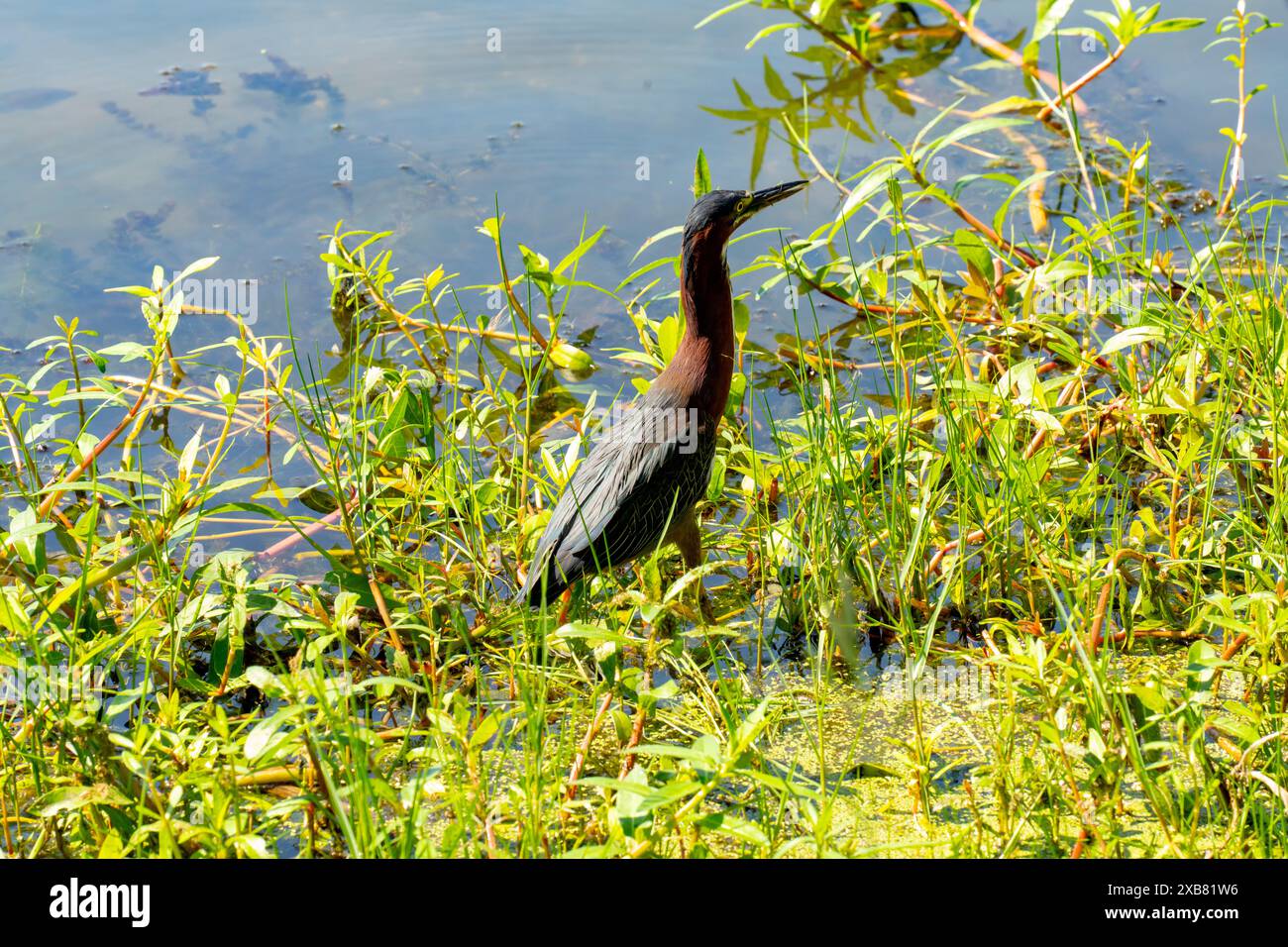 Green Heron auf der Suche nach Essen, New Orleans City Park, Louisiana, USA. Stockfoto