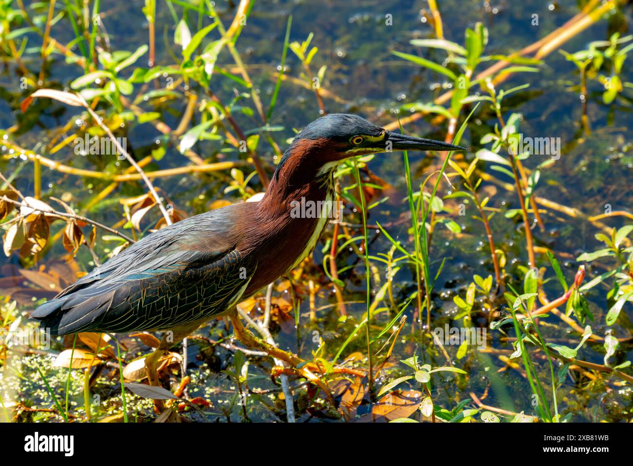 Green Heron auf der Suche nach Essen, New Orleans City Park, Louisiana, USA. Stockfoto