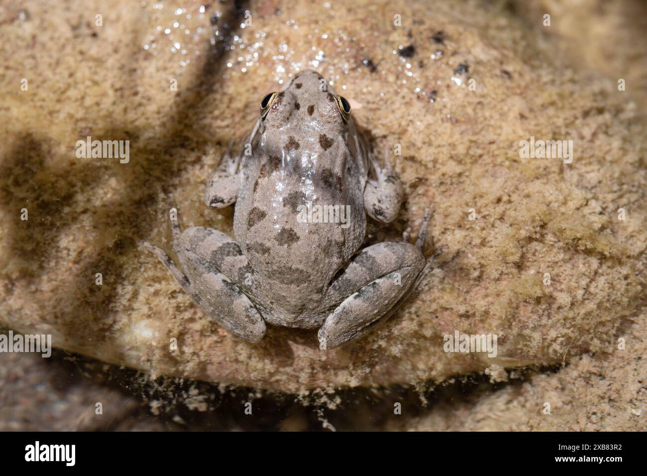 Levant Wasserfrosch - Pelophylax bedriagae Stockfoto